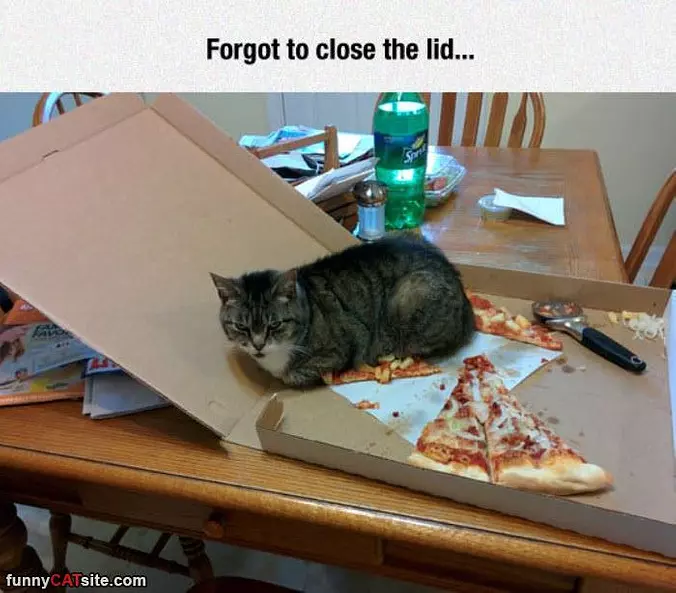 Forgot To Close The Lid