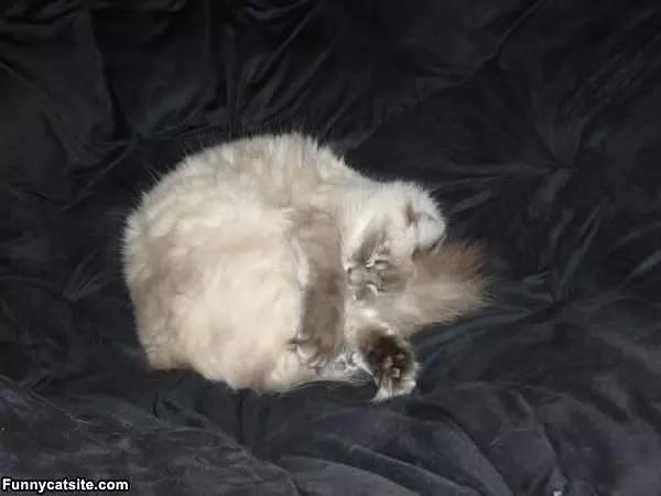 Ball Of Sleep