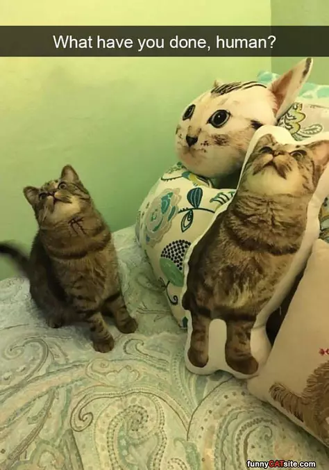 What Have You Done Human