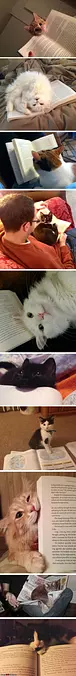 Cats Reading Books