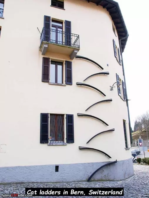 Cat Ladders