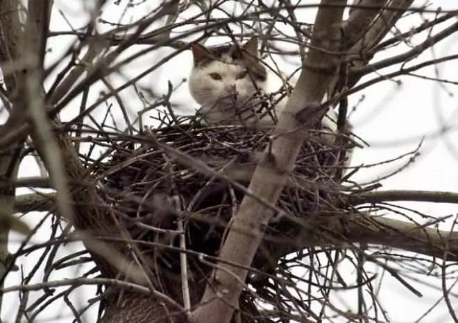I Am A Bird Now