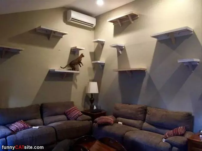 Awesome Cat Wall