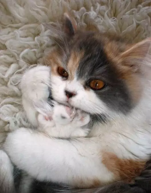 I Am Comfy