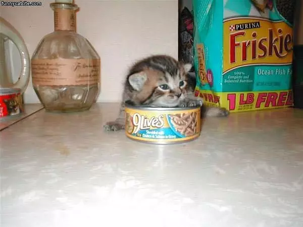 Kitten Has 9 Lives