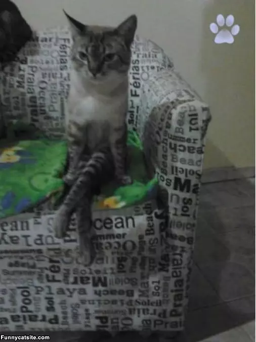 Just Chillaxin