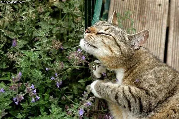Smell The Roses