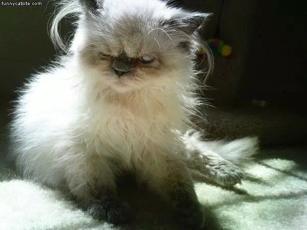 Piratecat Yarrr