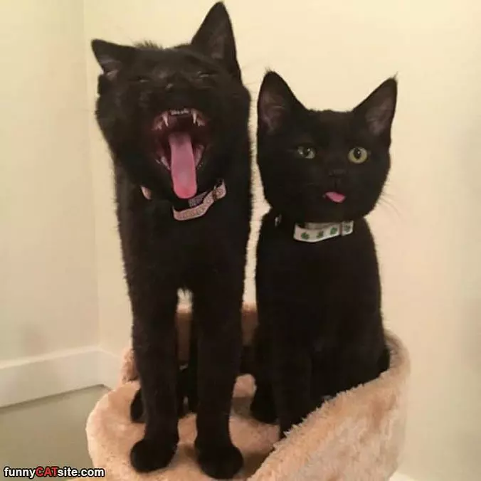 2 Types Of Cats