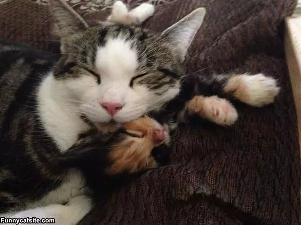 Cat Time Sleep Time