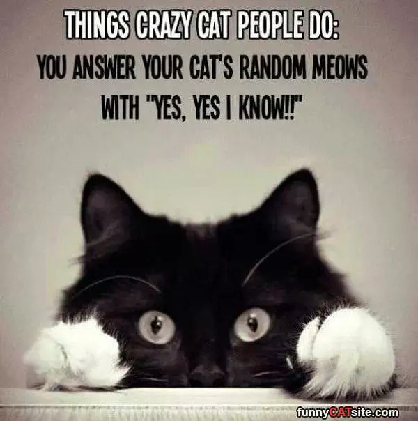 Random Meows