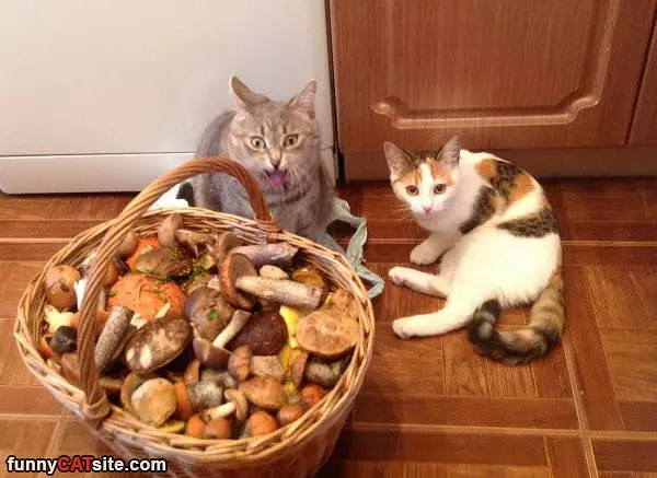 Yay Mushrooms
