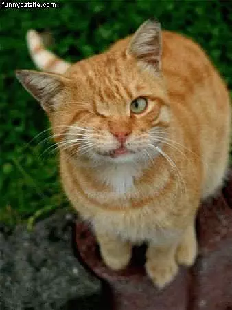 Winking