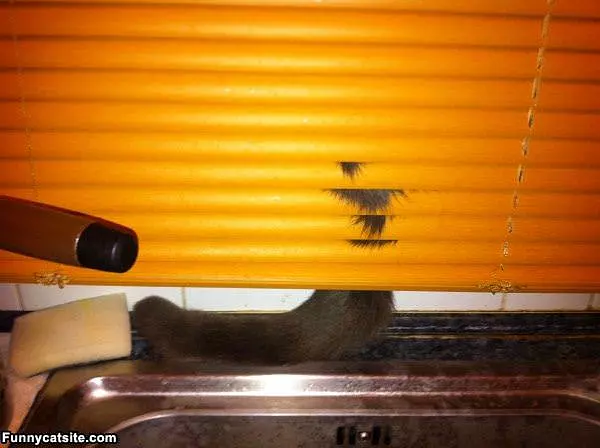 Nobody Can See Me Here