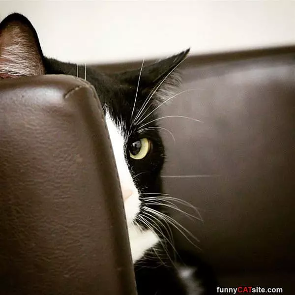 Hiding Here