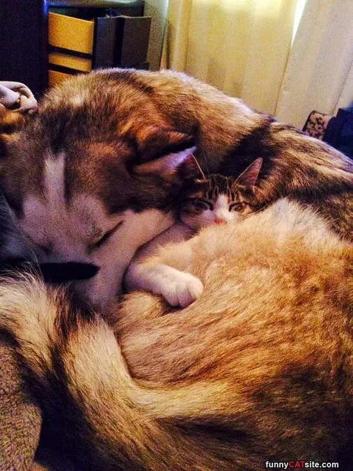 Curled Up Warm