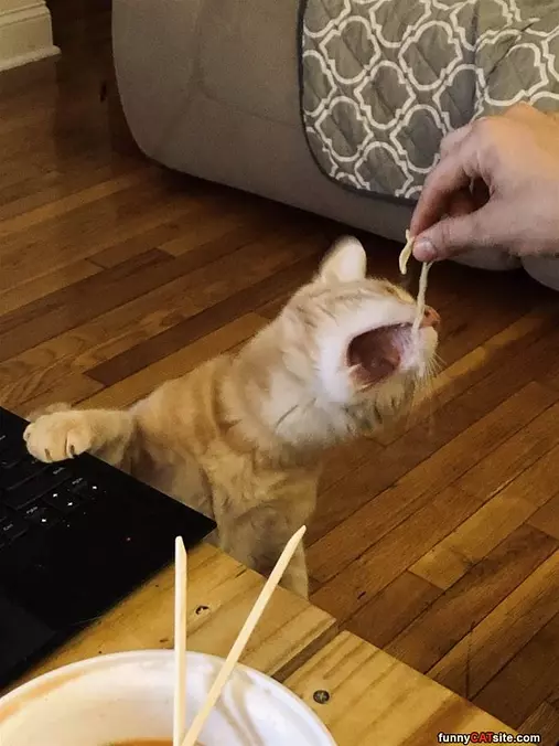 Nommmm Nom Nom