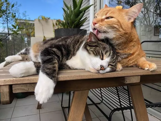Let Me Get That Off