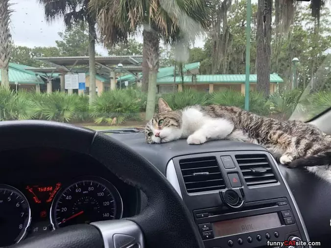 Asleep On The Dash