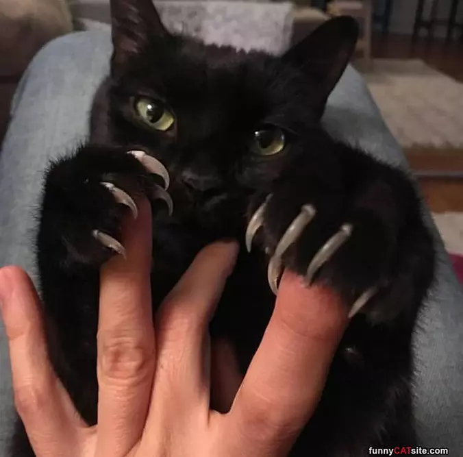 Rawrra