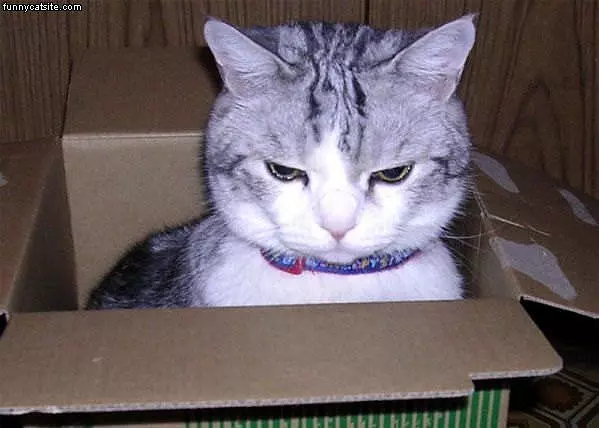 In The Box