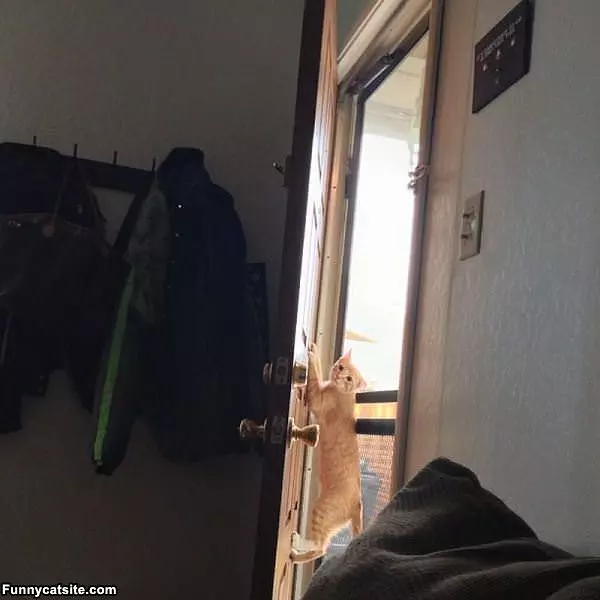 The Door Climber