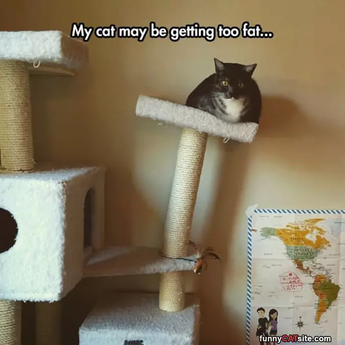 Cat Is Getting Fat