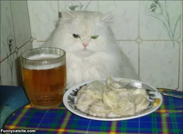 Perogie Cat