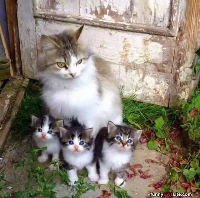My Little Family