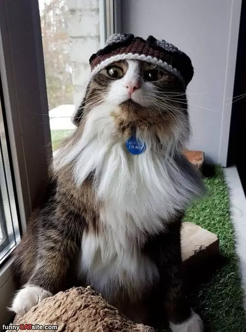 A Cool Fuzzy Cat