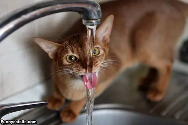 Just A Sip