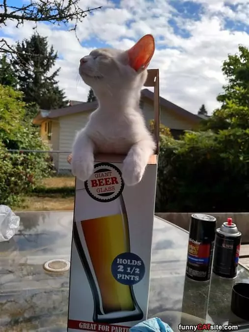 Giant Beer Glass