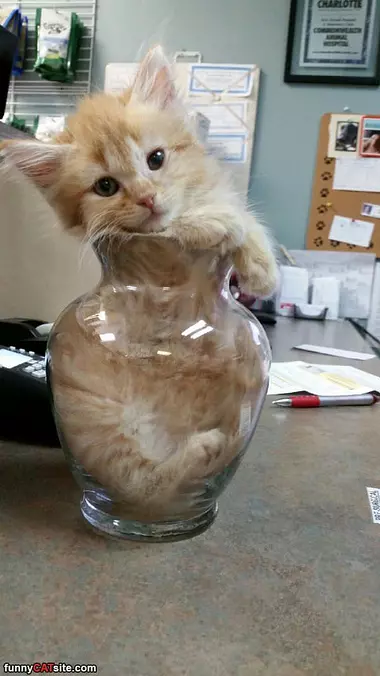 I Has A Vase