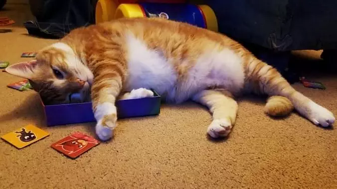 I Can Fit In This Box