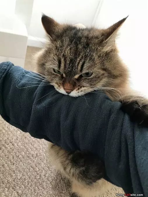 Mmm Nom Nom