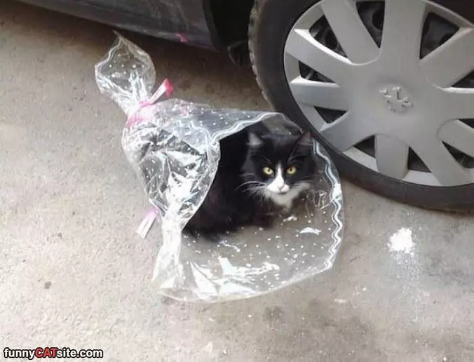 Hiding Here In Case There Is Rain