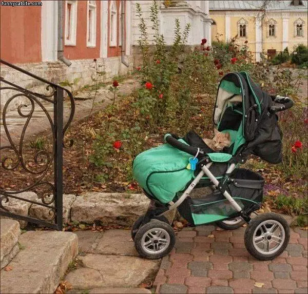 My Cart