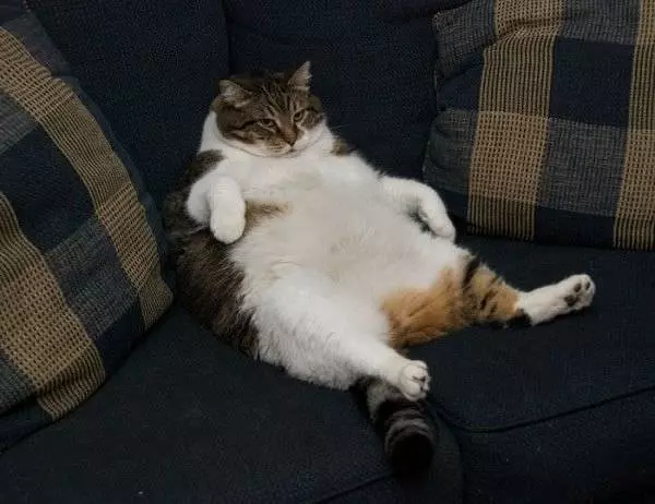 I Are Fat Cat
