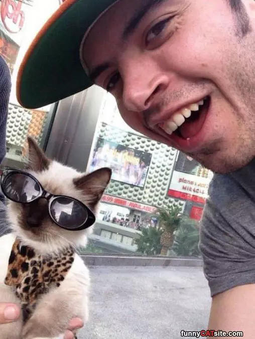 Cat Cool
