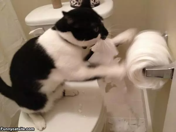 I Hate This Toilet Paper