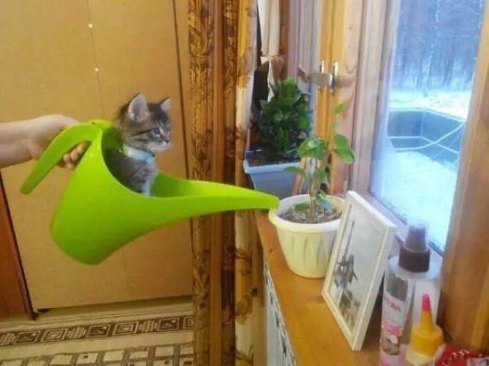 Watering The Plants