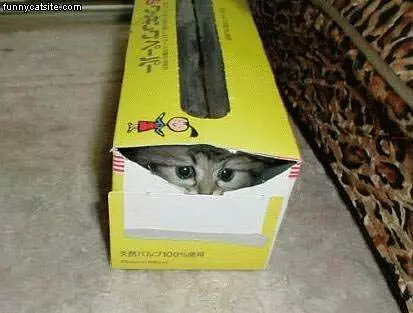 Kitten In Box