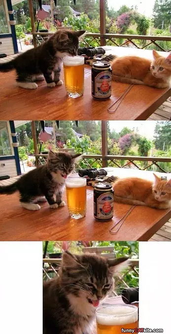 Having Me A Good Beer