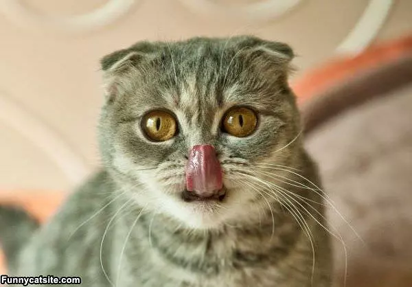 Nose Lick