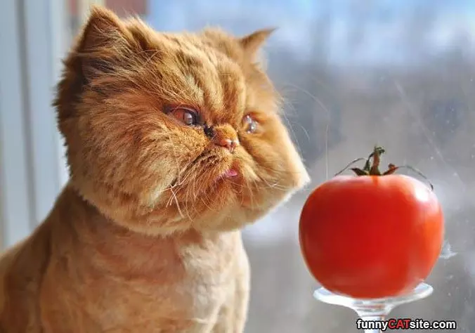 Tomato