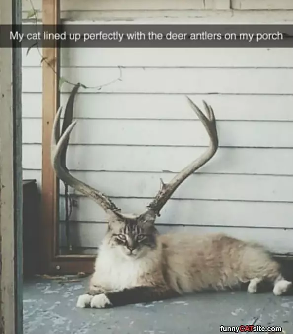 Antler Cat