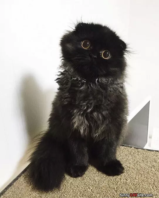 I Has The Curles
