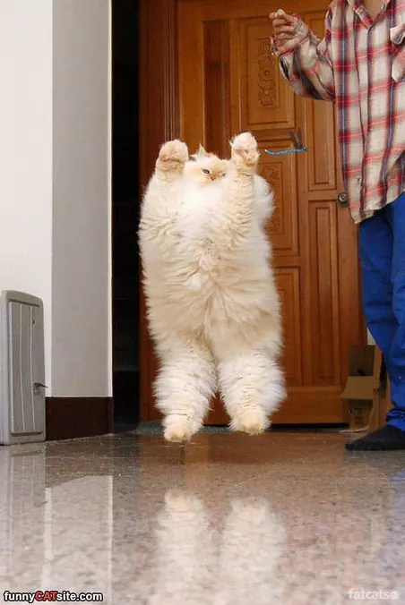 Fuzz Cat
