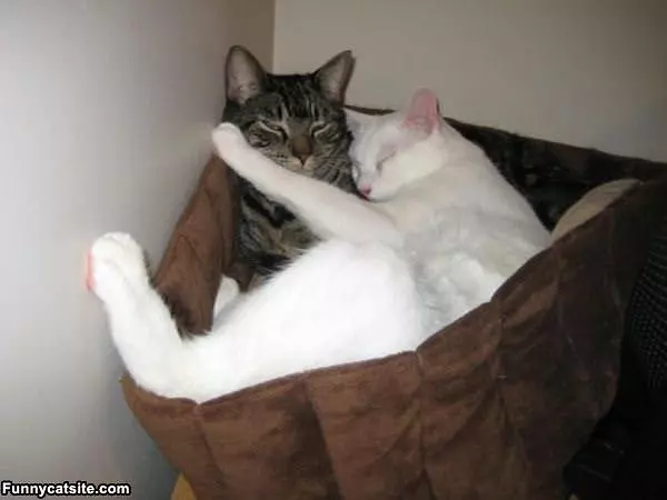 The Cat Basket