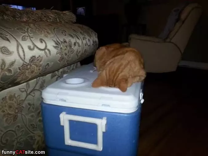 This Cooler Is Awesome